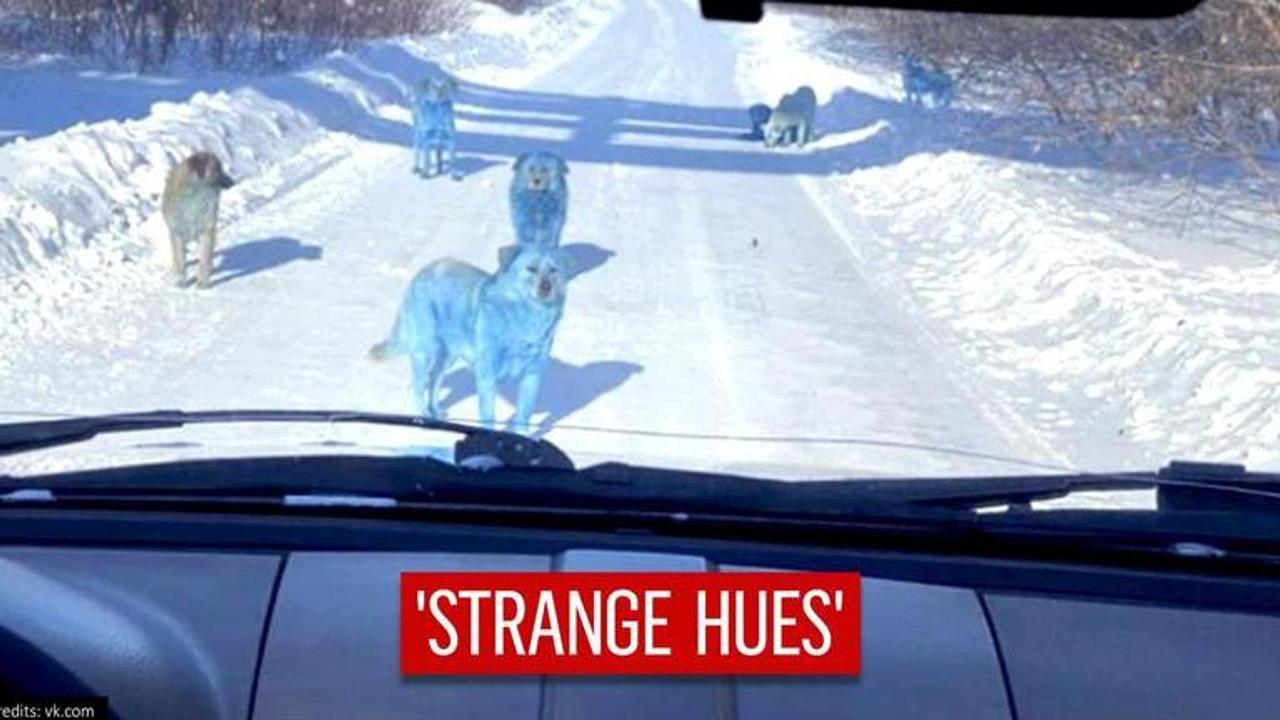 Blue Stray Dogs in Russia leave experts concerned |See pictures