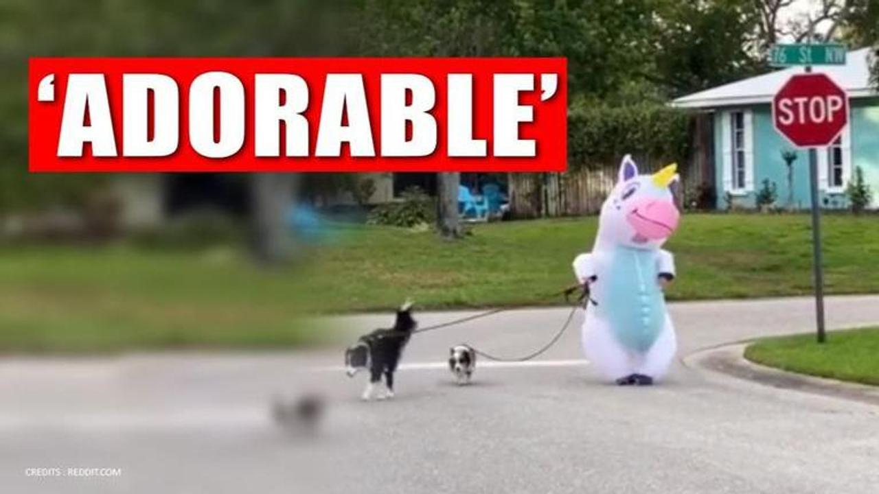 Person dressed as 'unicorn' walks dogs amid lockdown, watch video