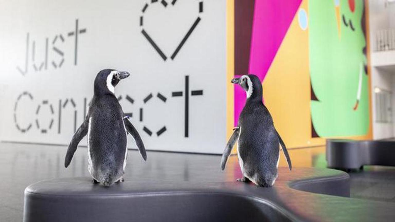 Art Gallery visited by penguin pair from Shedd Aquarium