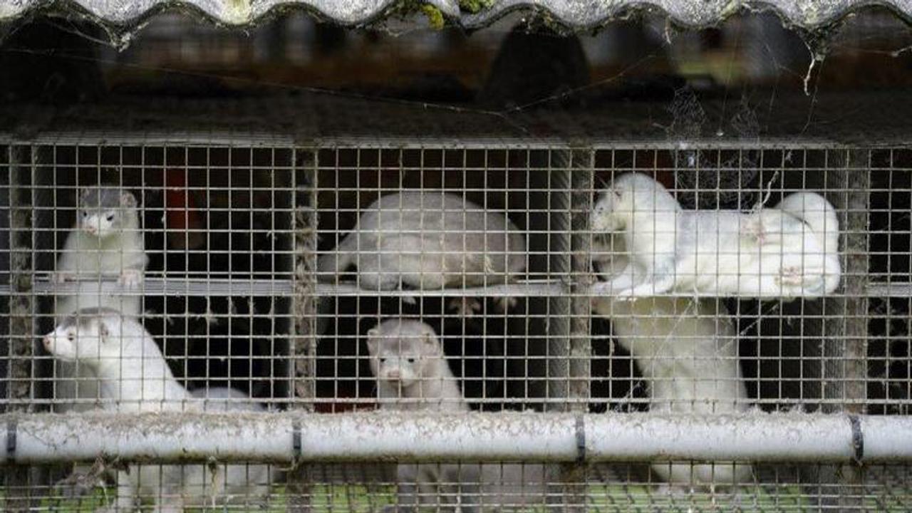 Denmark lockdown over mutated mink virus fear