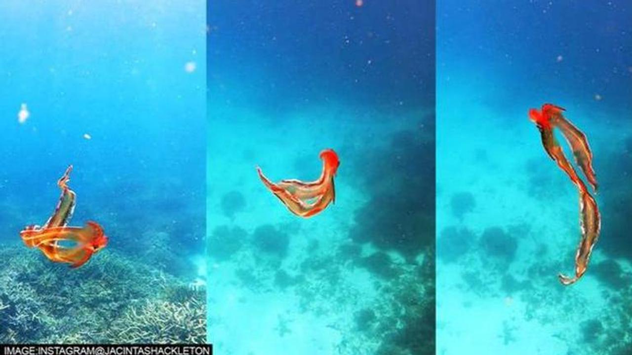 Blanket Octopus