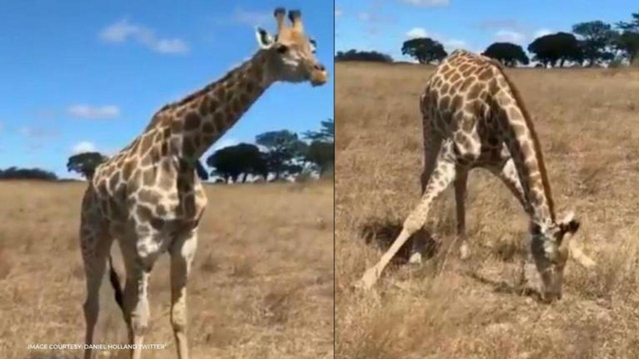 Giraffe eats grass