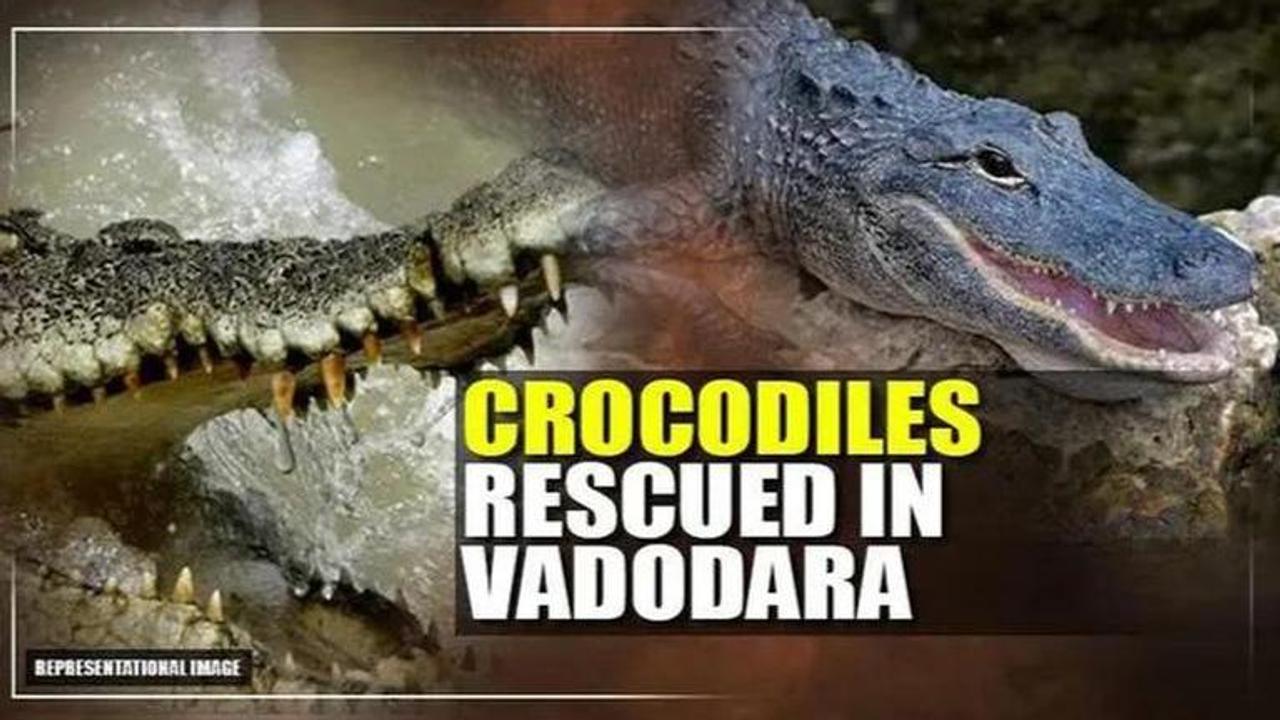 crocodiles