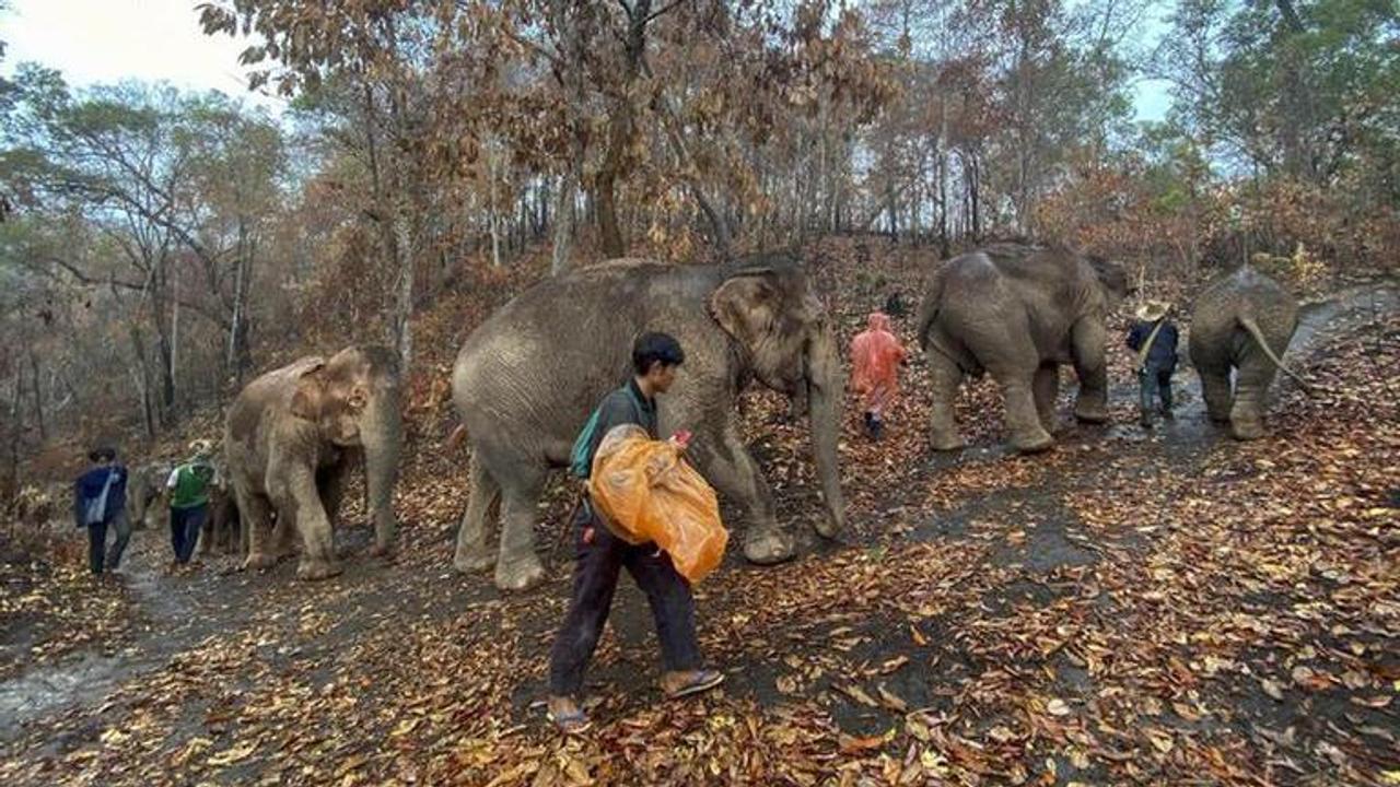 Thai elephants, out of work due to coronavirus, trudge home