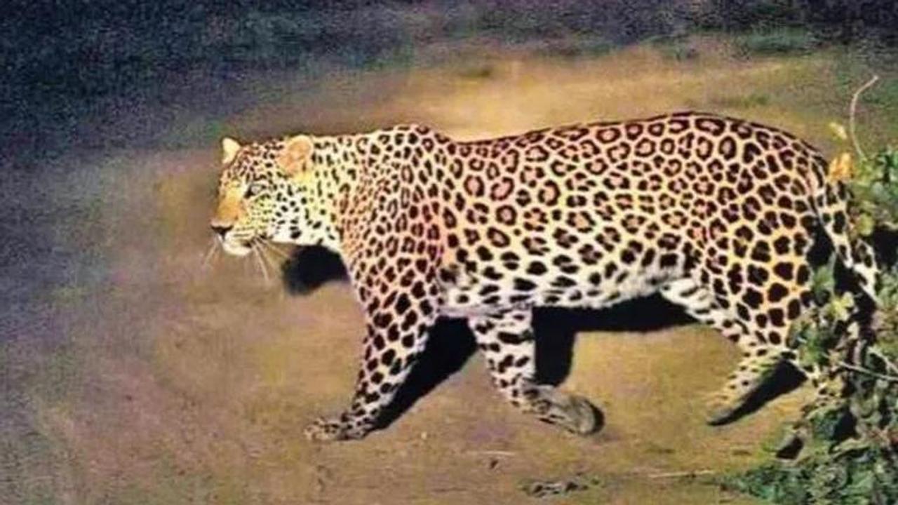 leopard