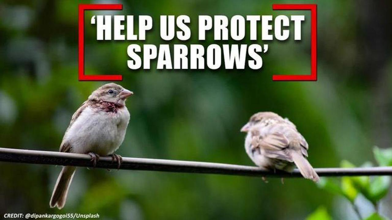 World Sparrow Day