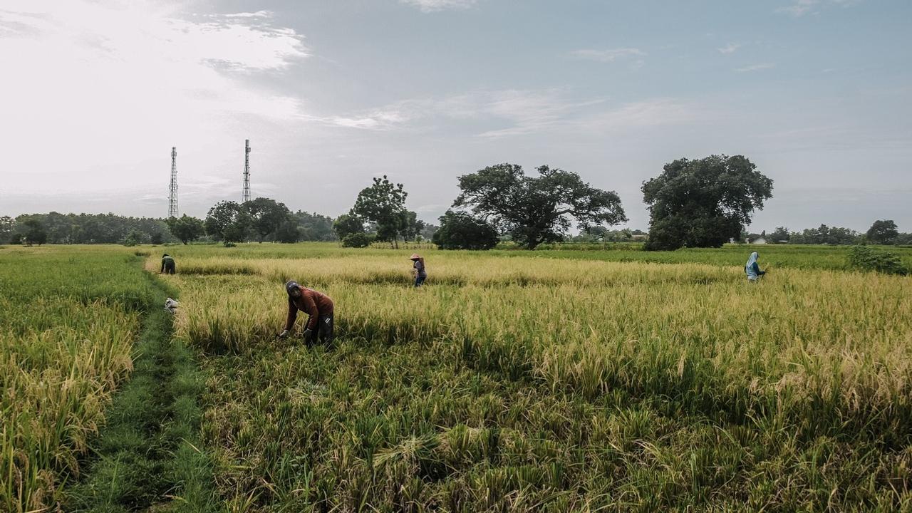 Agriculture 