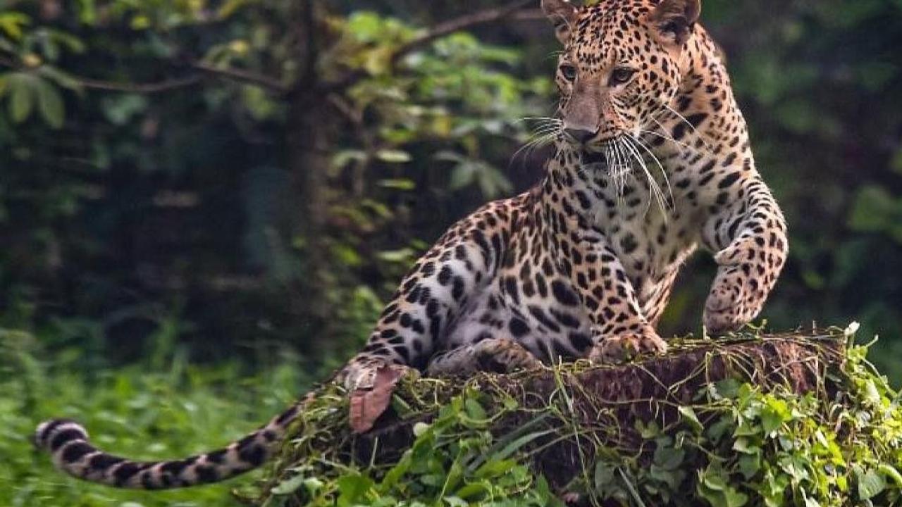 Man critically injured in leopard attack in Sikkim