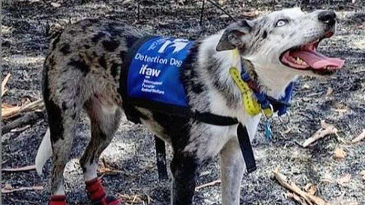 Australian Dog Bear has rescued over 100 koalas since bushfires began