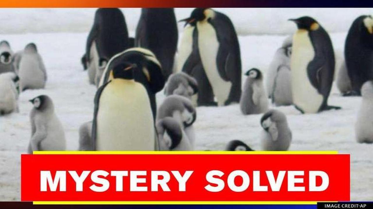 Penguins confirmed by study to have originated in AUS and NZ