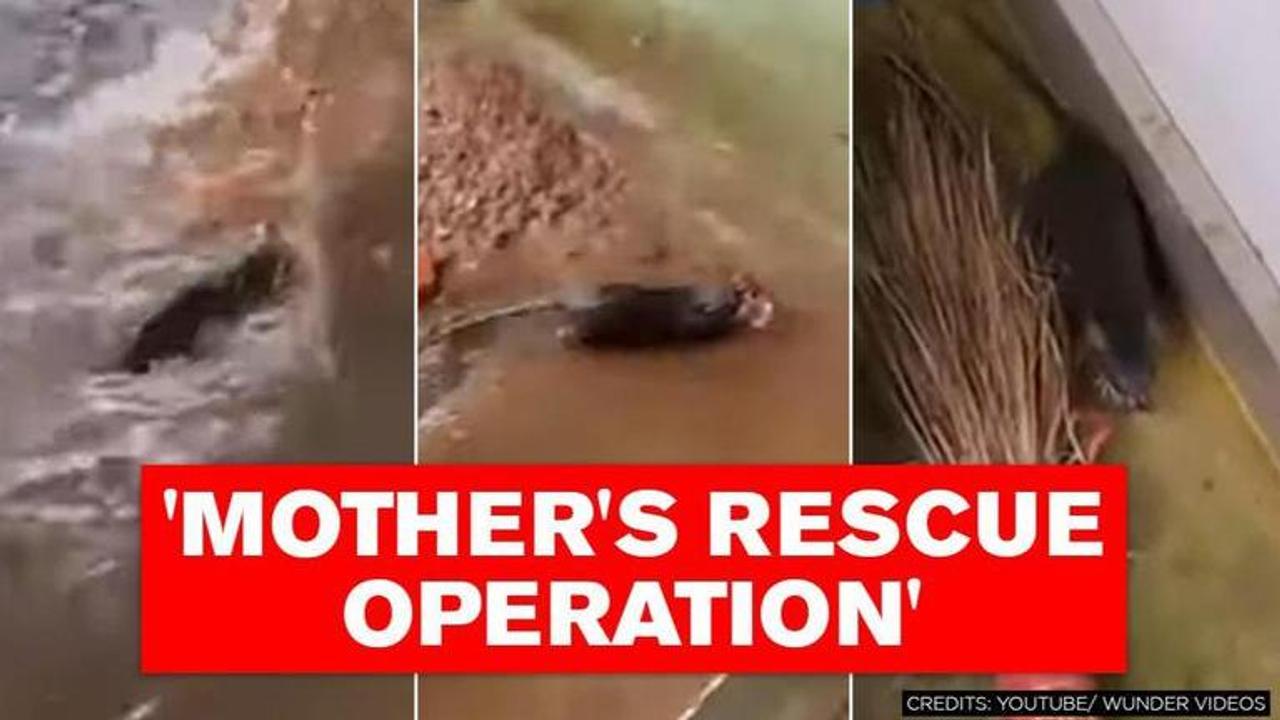 Video of mother rat rescuing her babies in rain leaves internet in awe