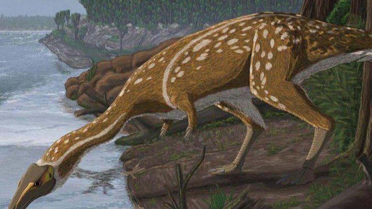 Rare species of toothless dinosaur fossil discovered in Australia