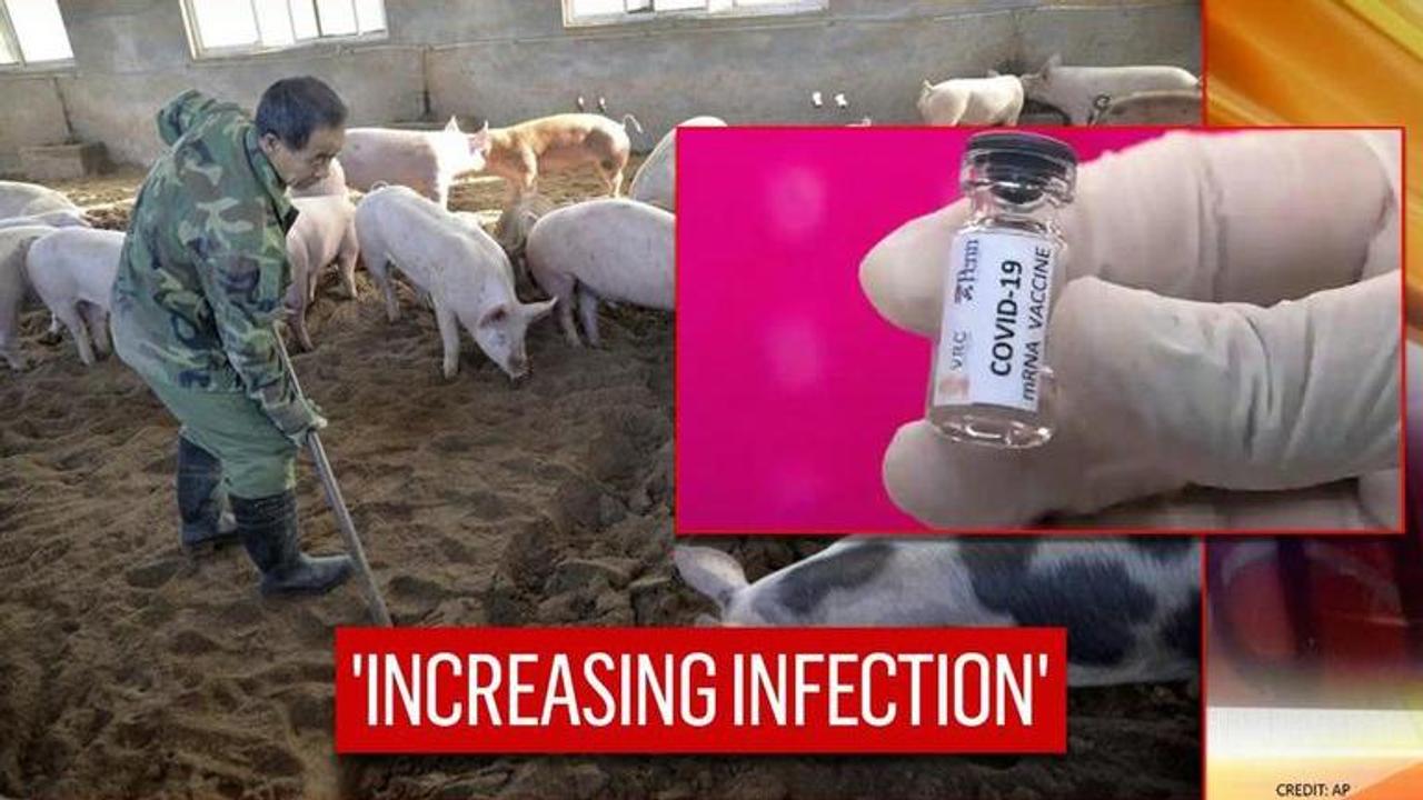 Swine fever spreading across China has origins in illicit vaccines: Report