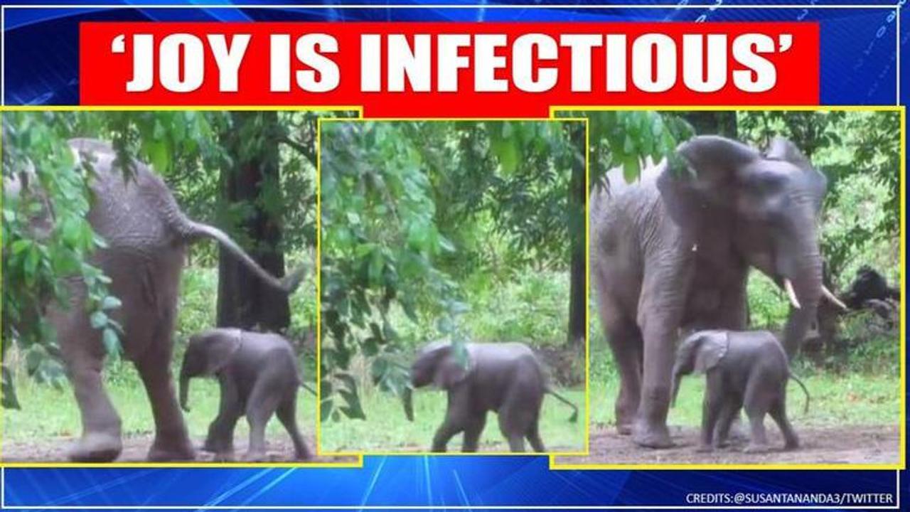 Elephant calf 'dances' his way into the world, netizens call it 'beautiful'