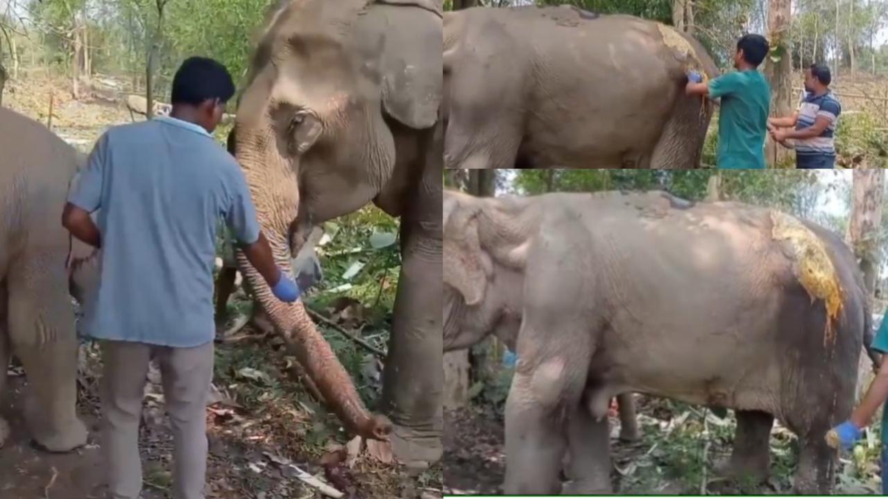 An ailing elephant and its claf being treated by Anant Ambani's Vantara team.