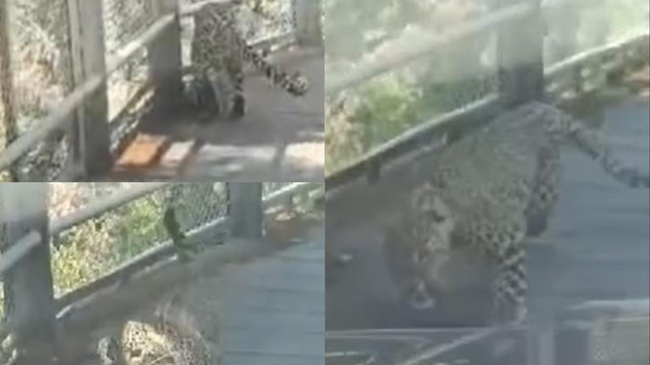 A leopard was spotted roaming inside Mussoorie's St. George's College premises