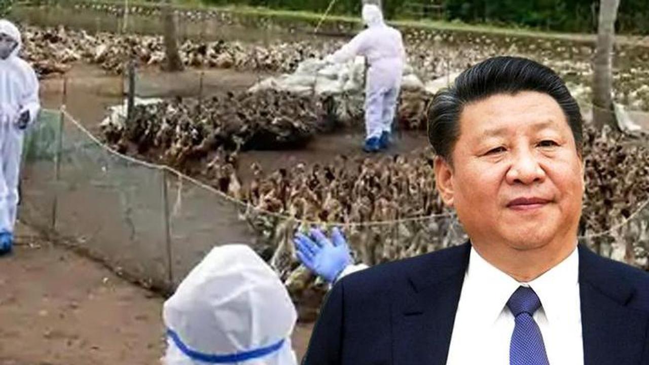 H5N6 Bird Flu