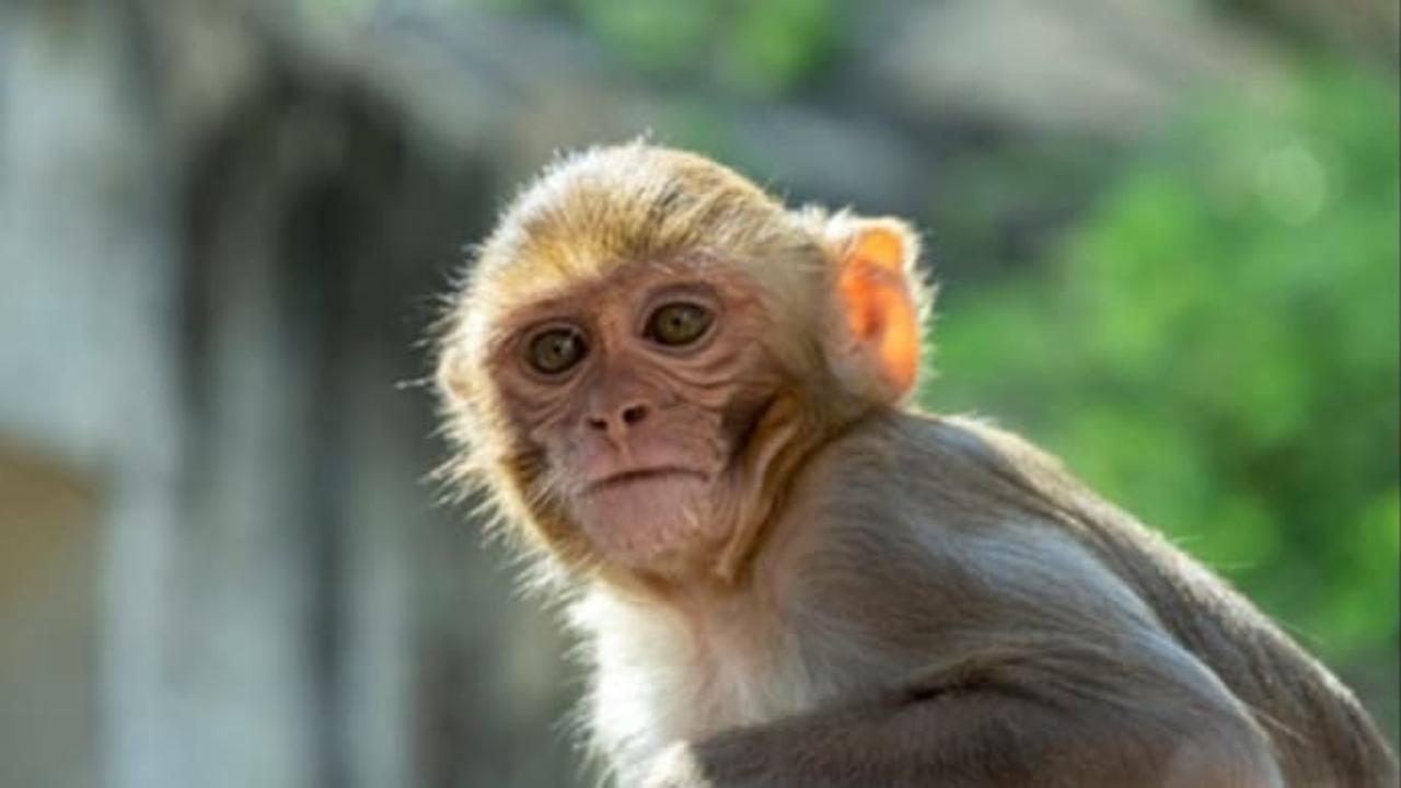 The Forest department has launched an investigation into the reported death of 18 to 19 monkeys in a village 