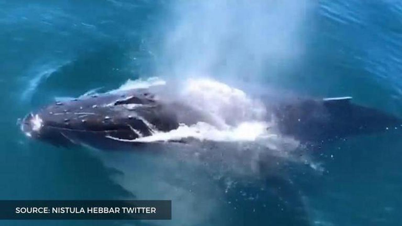 whales at bombay high