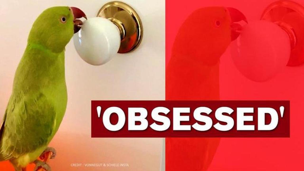 Video of parrot's obsession with shiny doorknob is wining internet. Watch