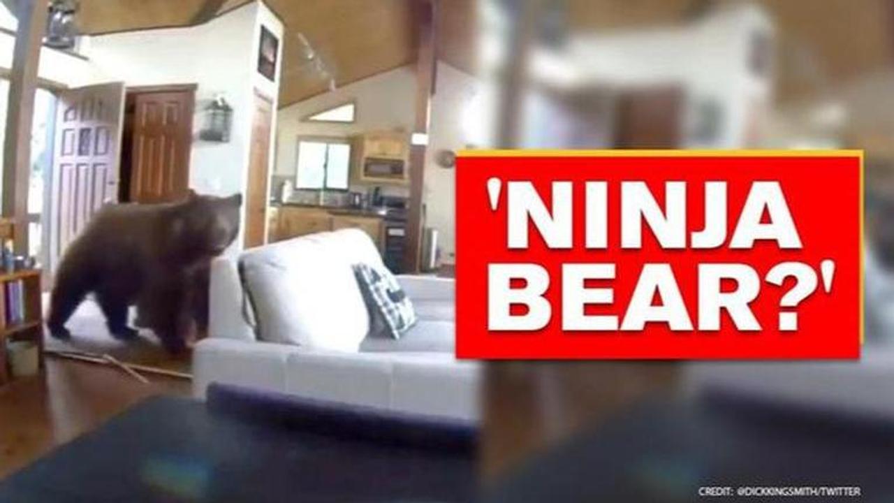 Bear bangs door and barges inside home, video leaves netizens terrified