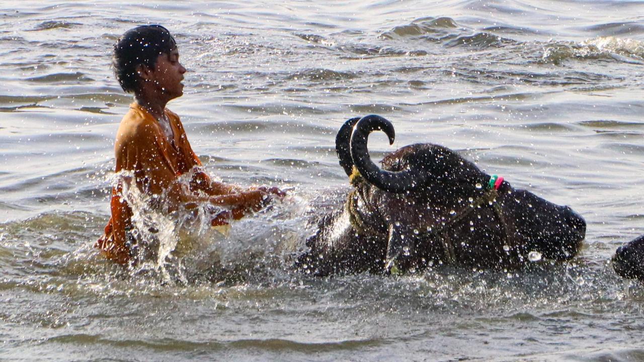 A child sits on a buffalo as they cool themselves in a water body for respite from the scorching heat on a hot summer day, in Nagpur, Thursday, May 30, 2024. (PTI Photo)