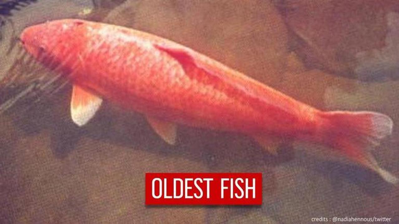 World's oldest koi fish