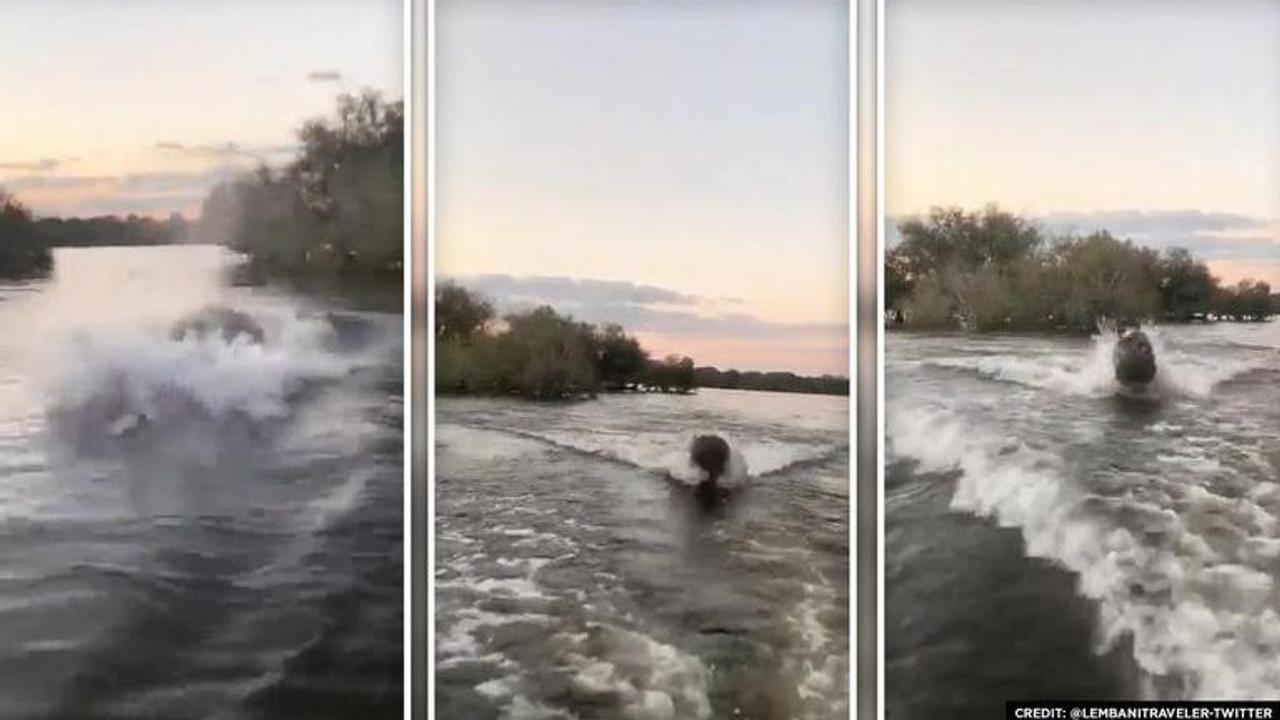 Hippo chasing boat