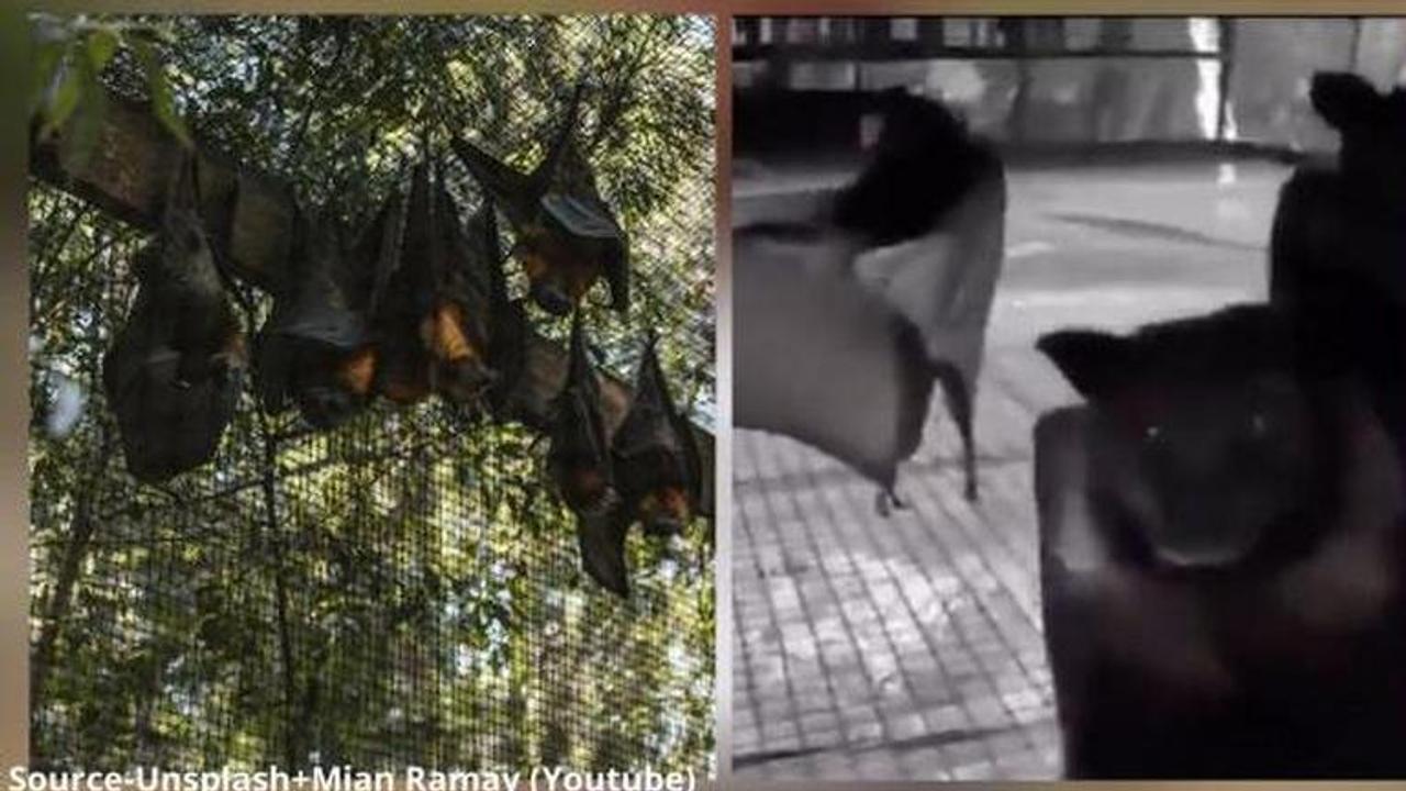 hanging bats filmed upside down