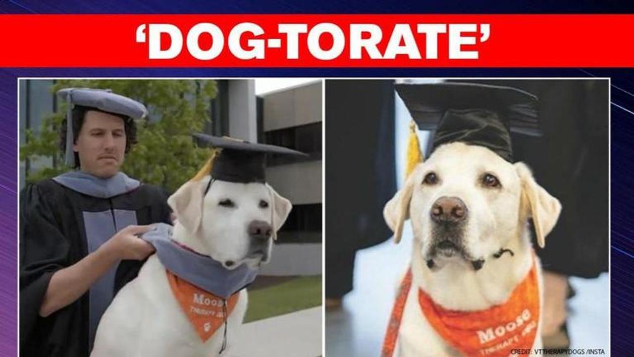 Therapy dog awarded doctorate degree for his 'services' in Virginia