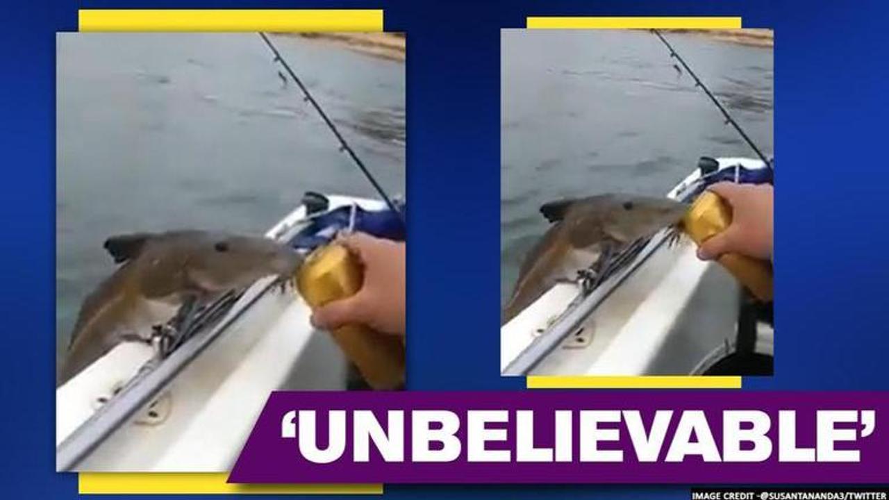 Video of fish drinking beer surfaces, netizens ask if 'alcohol is good for fishes?'