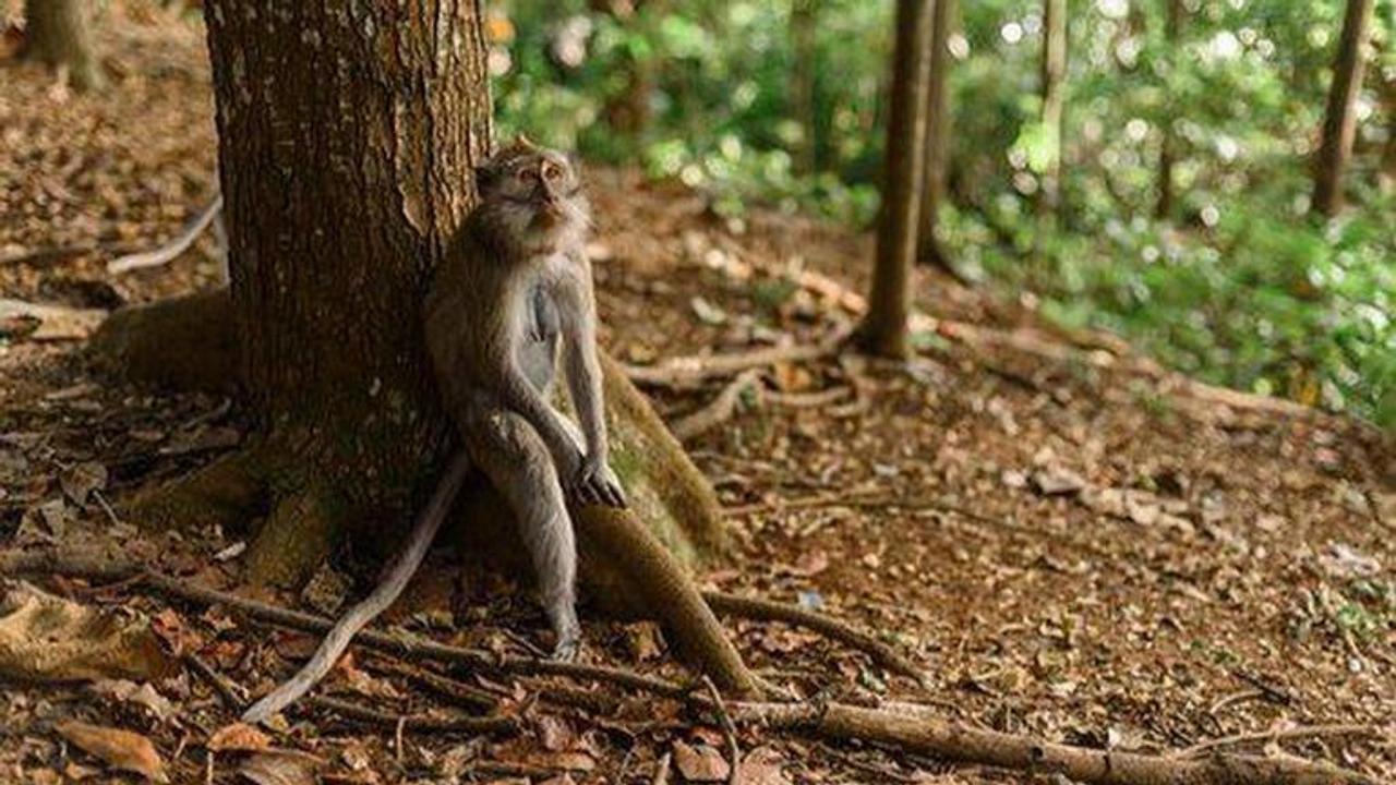 Supermarkets to remove coconuts picked by monkeys