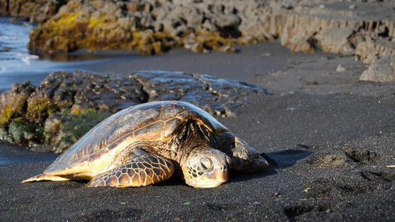 COVID-19: 97 endangered turtles hatch on deserted beach in Brazil