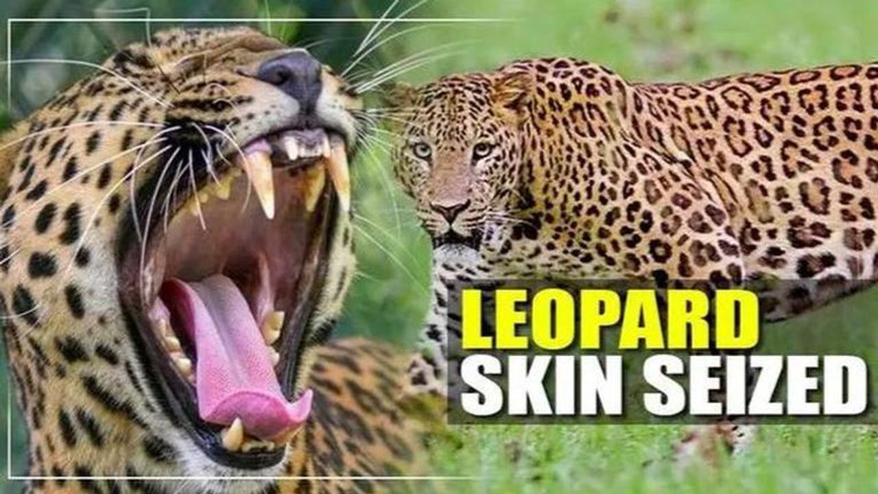 Leopard