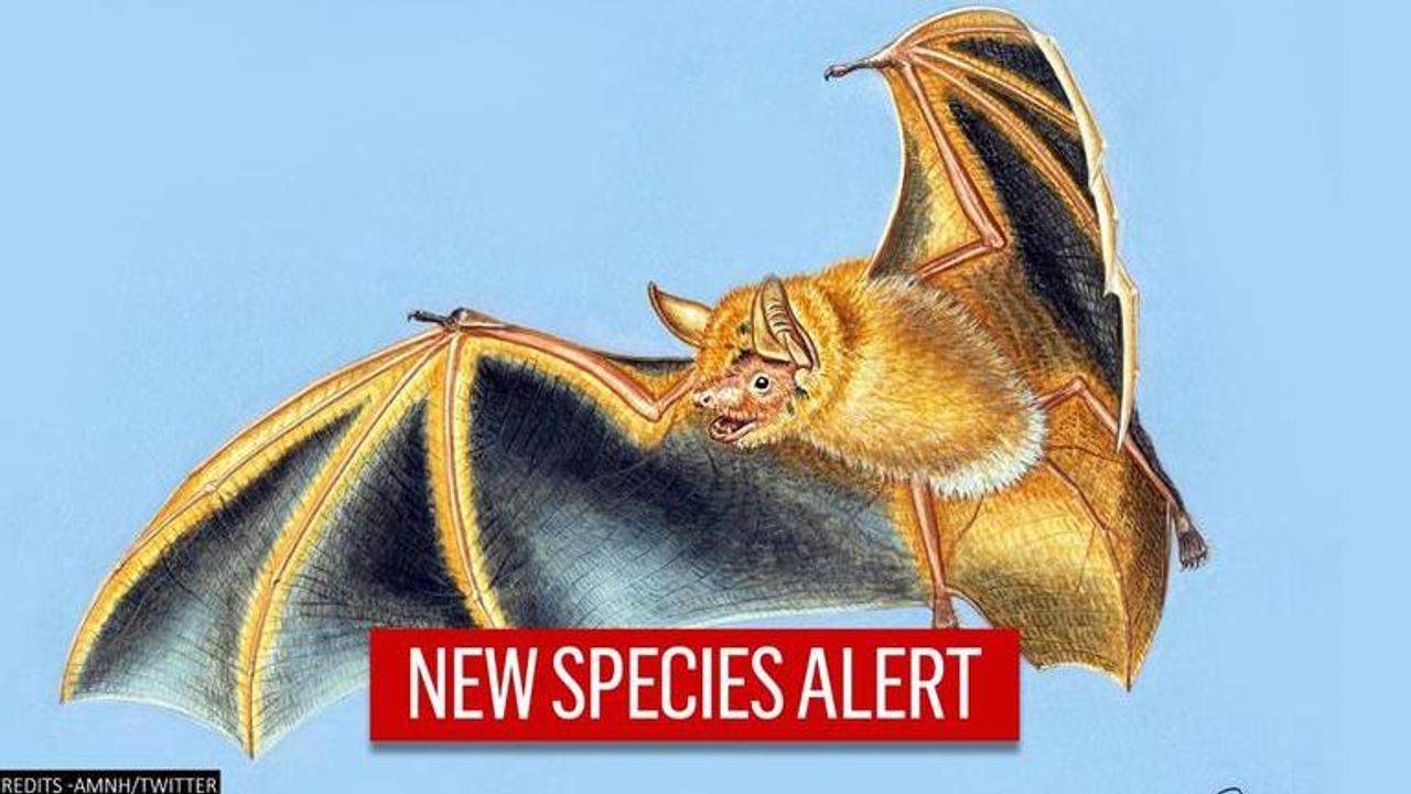 New species of bat discovered in West Africa, scientists overjoyed |Read