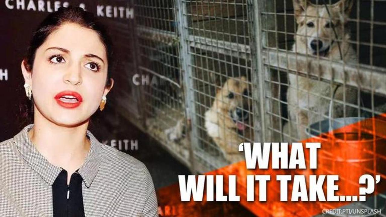 Anushka Sharma on China's annual dog meat fair: 'what will it take for them to learn?'