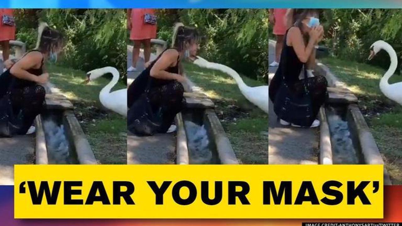 Swan corrects the mask of woman amid COVID-19, netizens say animal world is smarter