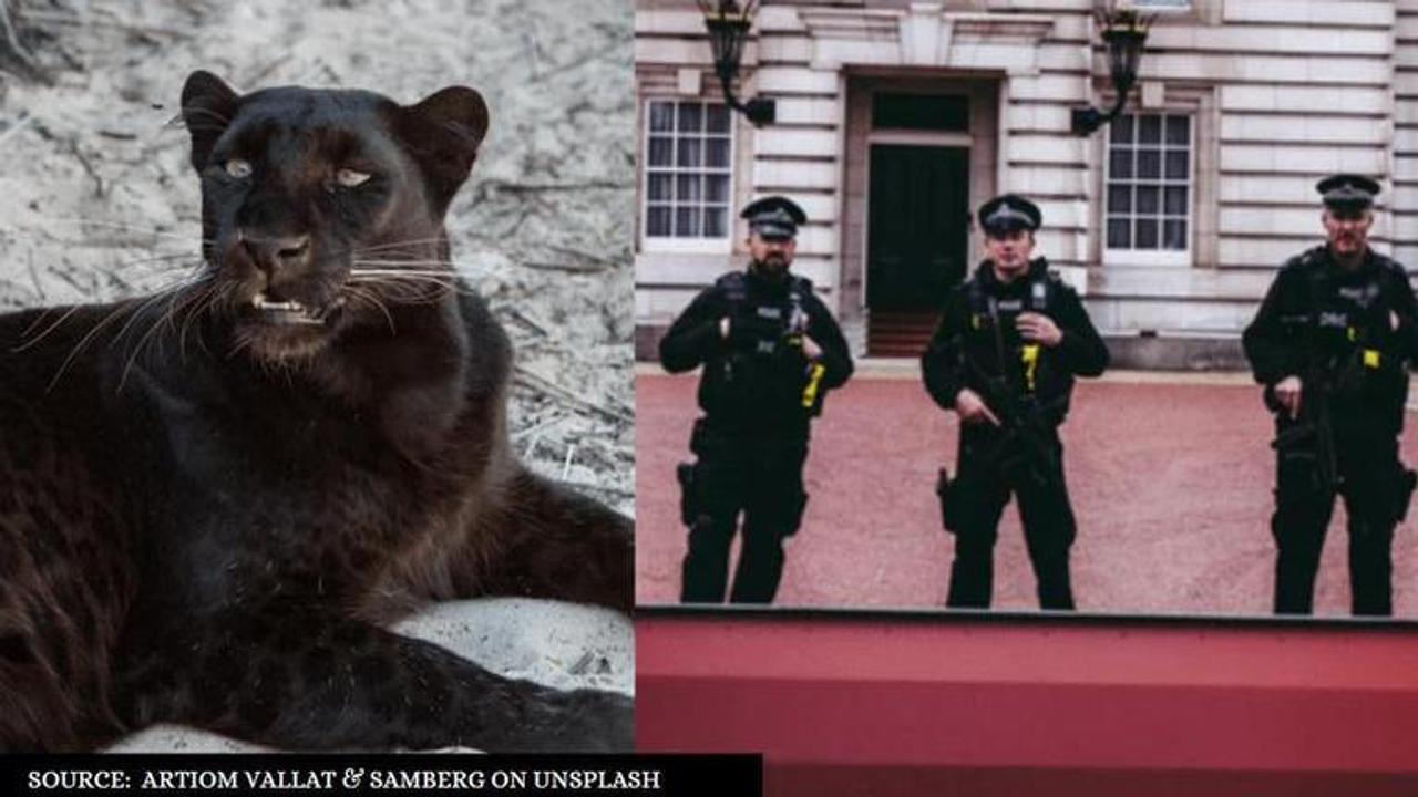 Black Panther spotted in Goa