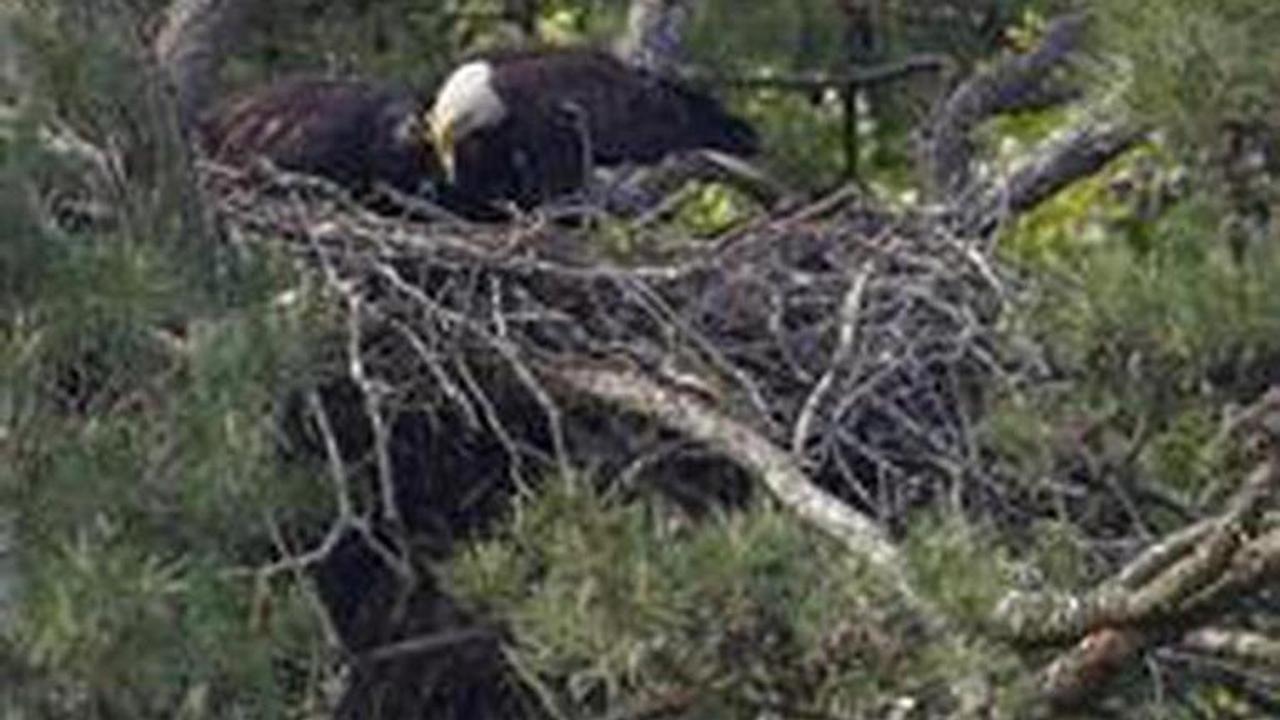 Officials: Loon killed bald eagle by stabbing its heart