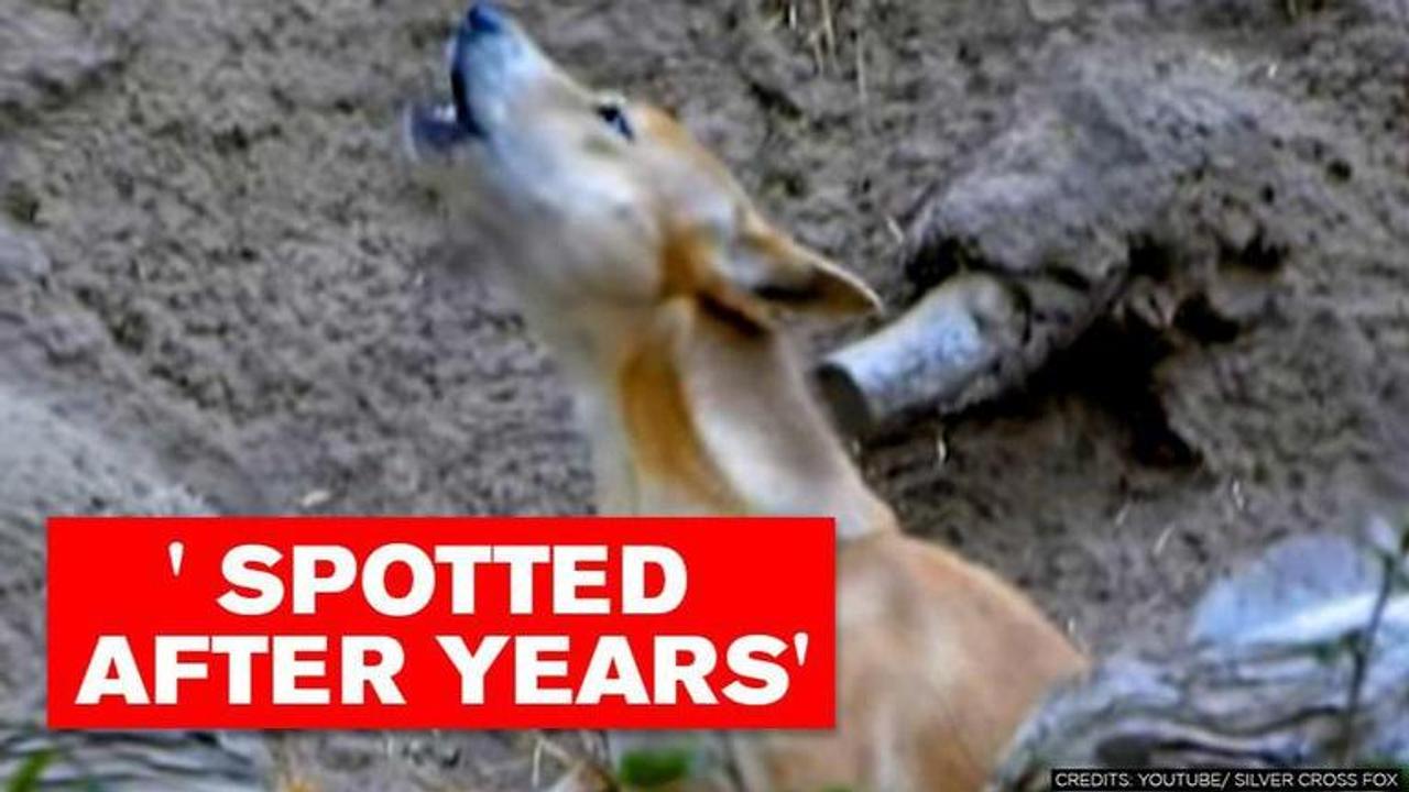 Indonesia: rare species of 'singing' dogs spotted after 50 years