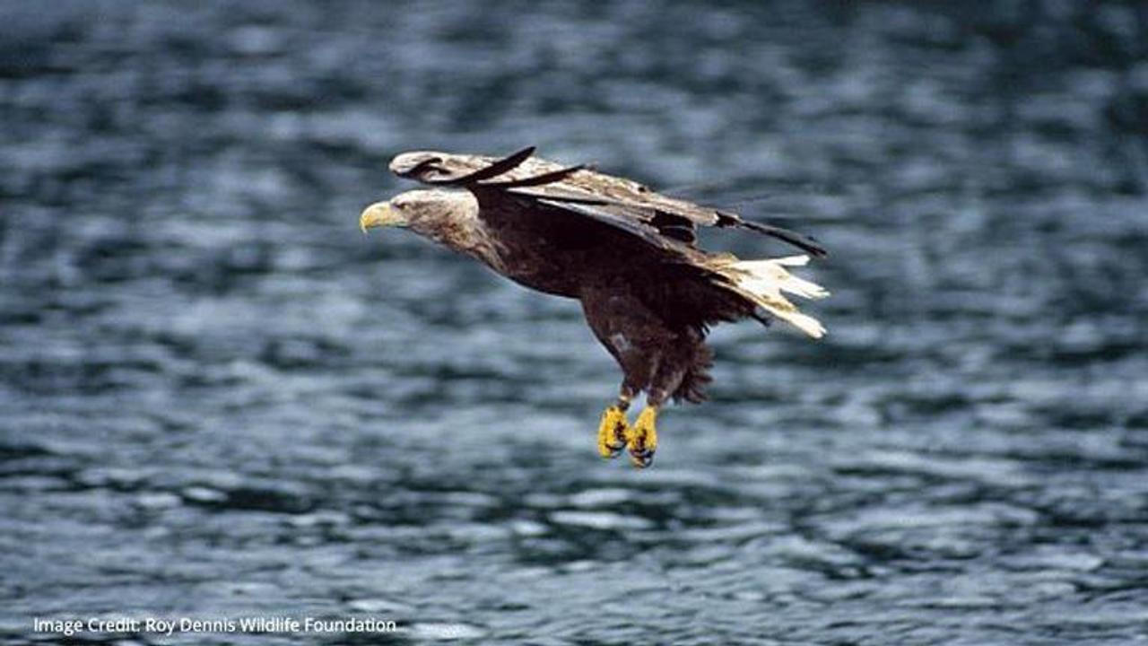 White-tailed eagles