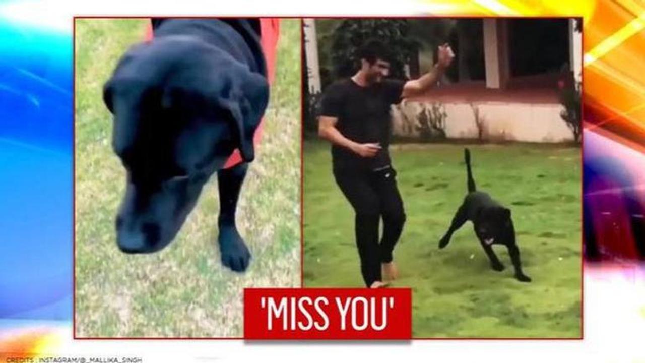 Sushant Singh Rajput's dog Fudge's latest video make fans emotional, say 'miss you SSR'