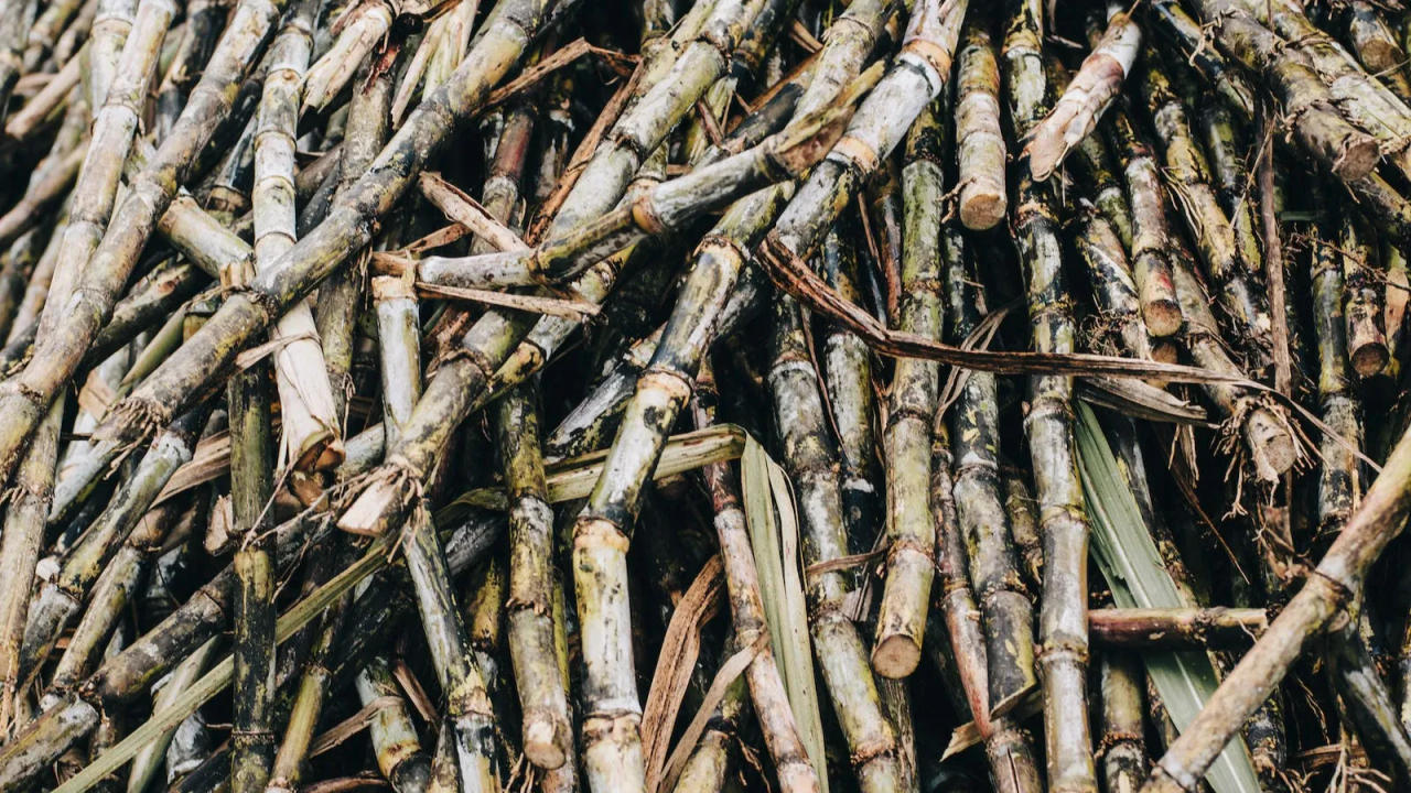 Sugarcane