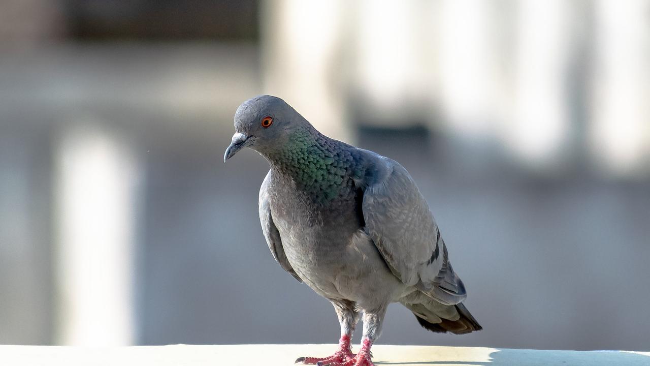 Over 150 parakeets and pigeons were rescued.