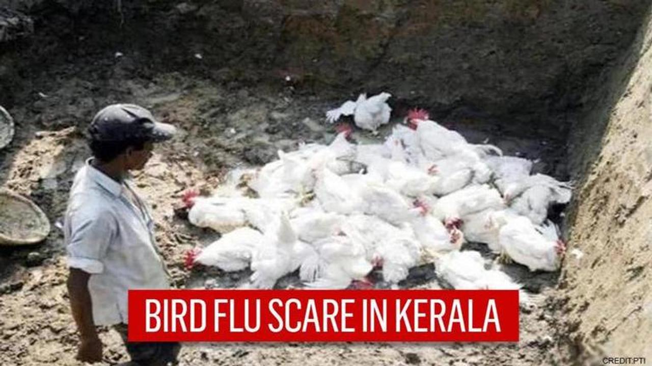 Bird flu