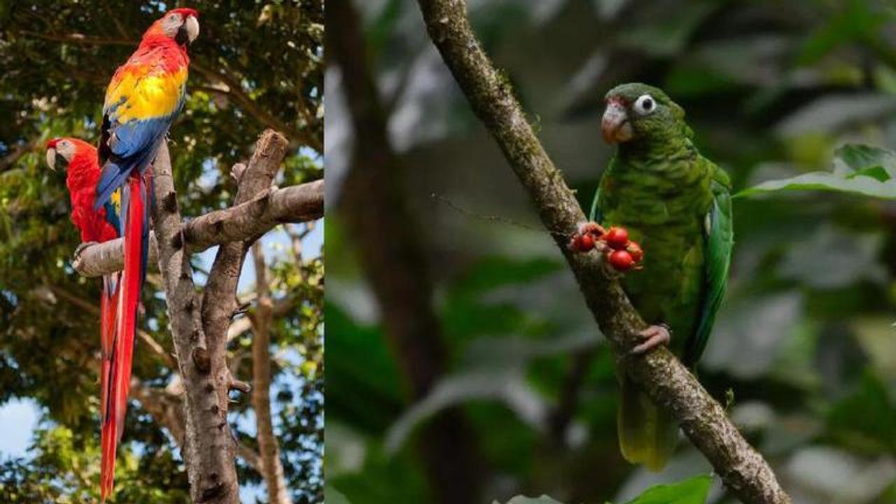 Amazon forest