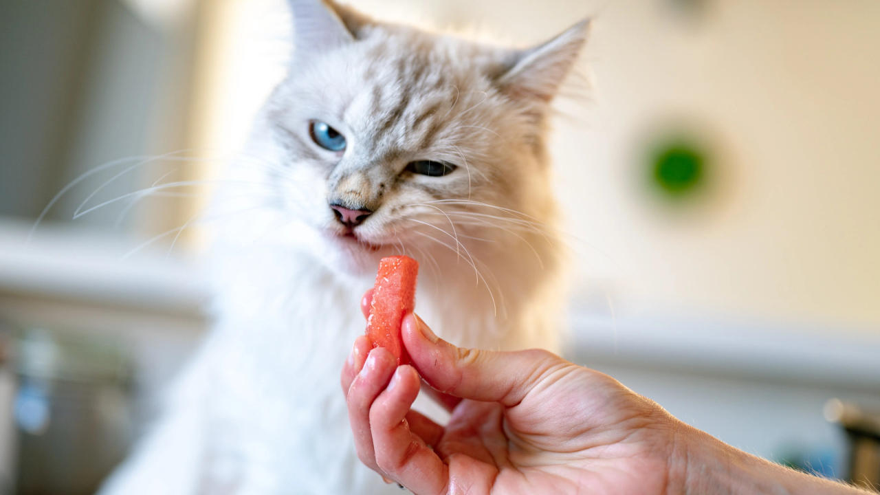 Safe food for kittens