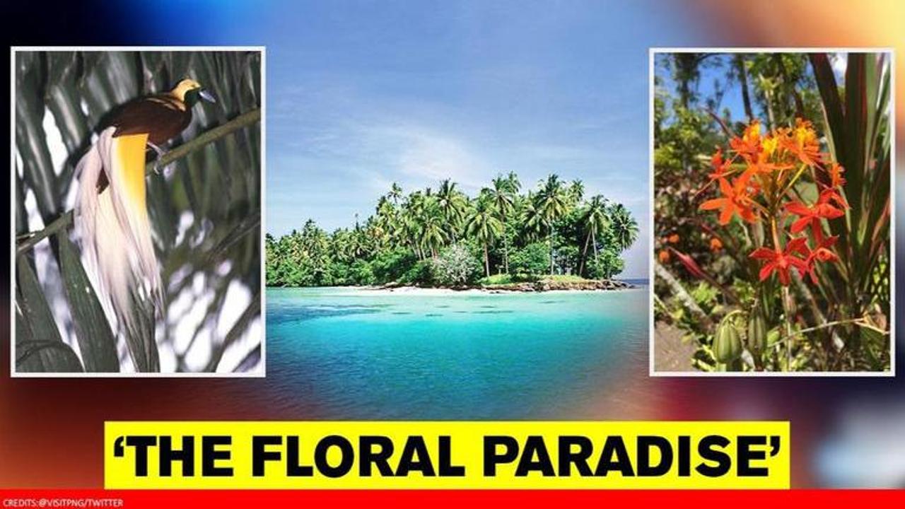 New Guinea emerges as the new floral paradise: University of Zurich