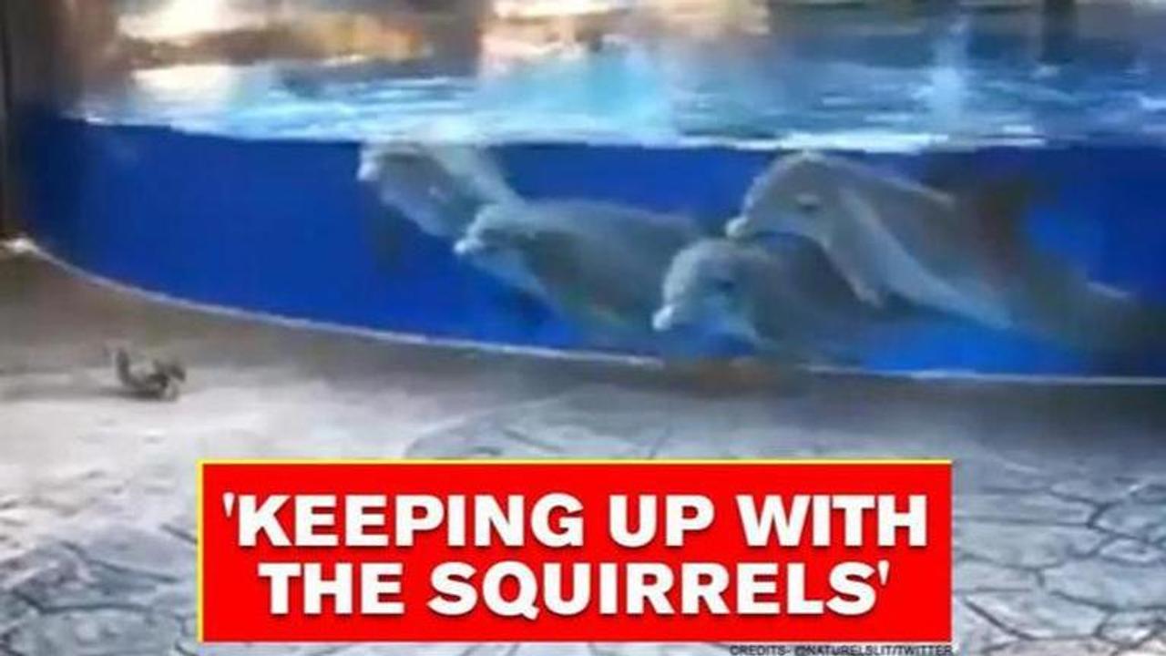 Video shows Dolphins watching squirrels frolic, netizens wonder if they are bored