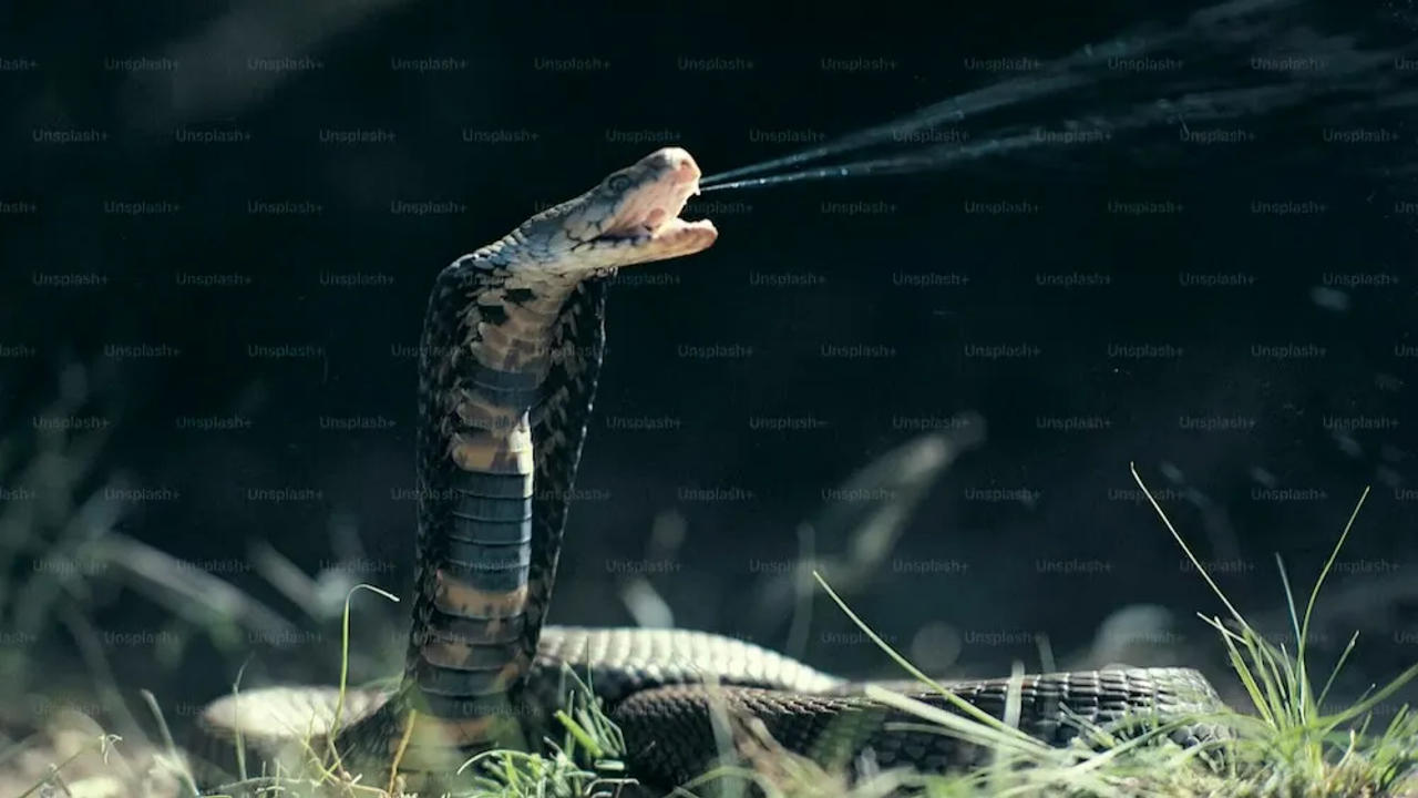 Deadly snake halts play at Australia tennis tournament.